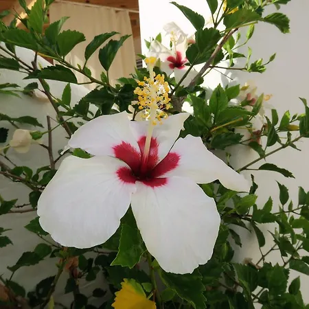 Hacienda Encanto Del Rio Апартаменты